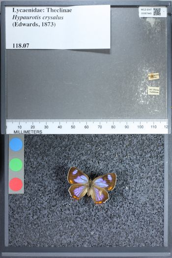 Media type: image;   Entomology 67445